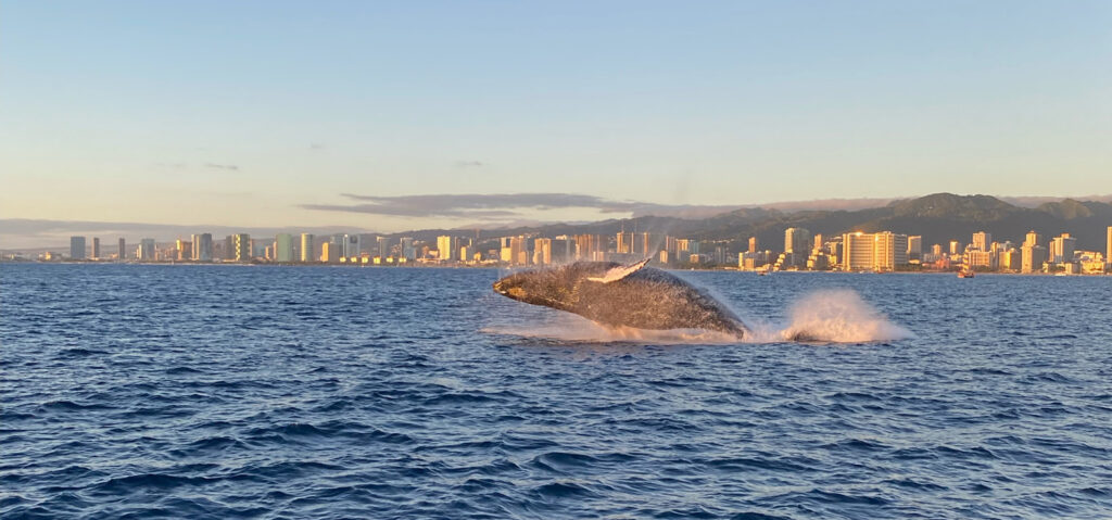 See whales during whale season with Hawaii Glass Bottom Boats