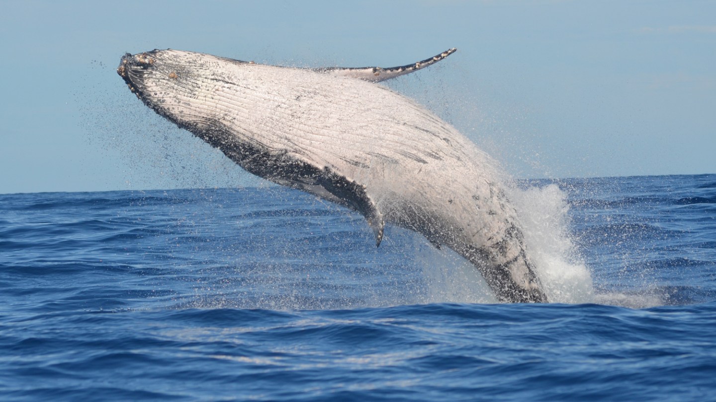a whale jumping out of the water
