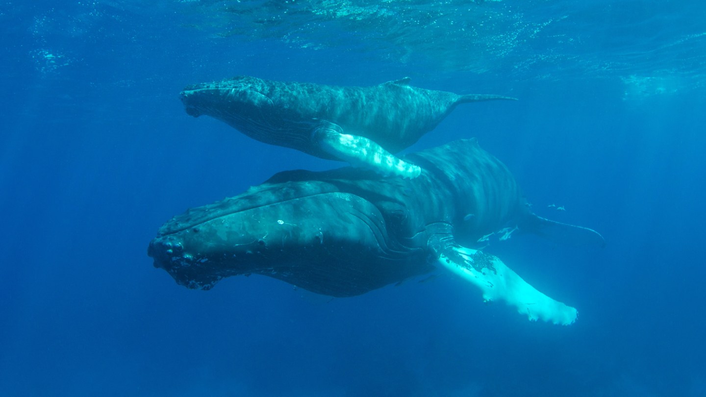 a polar bear swimming in blue water