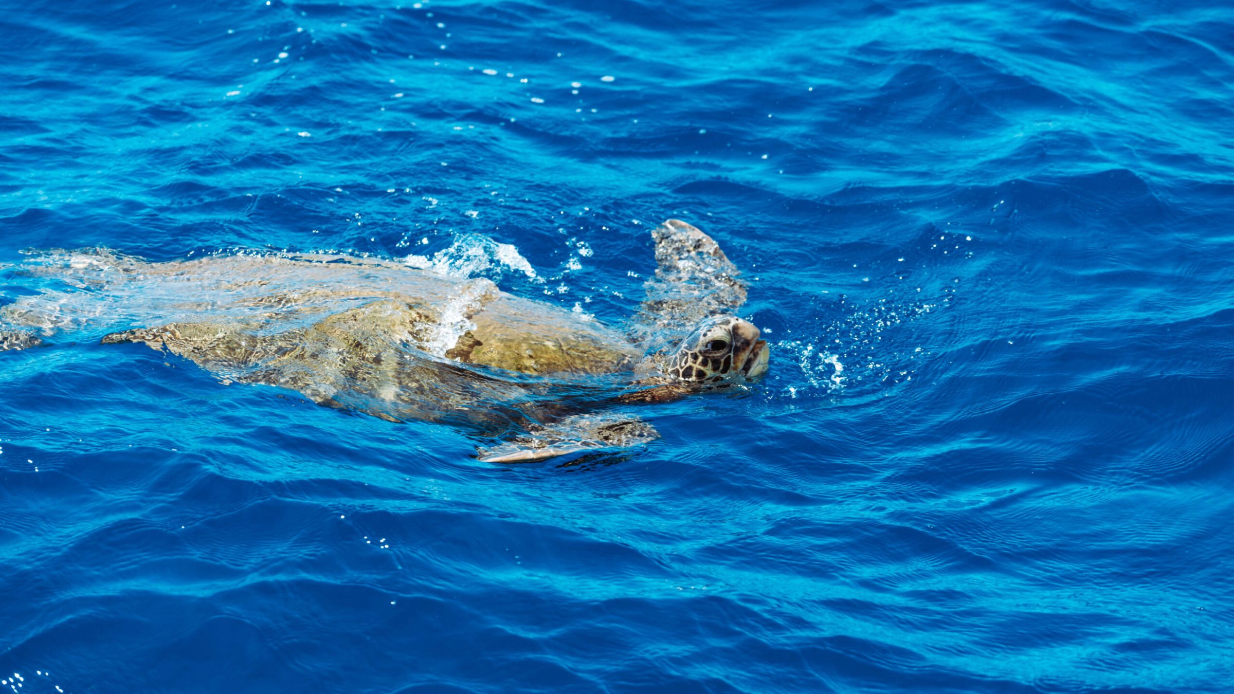 a bear swimming in a body of water