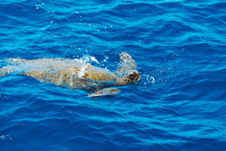 a bear swimming in a body of water