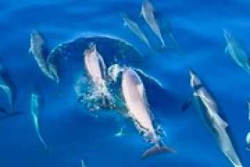 a bird swimming in water