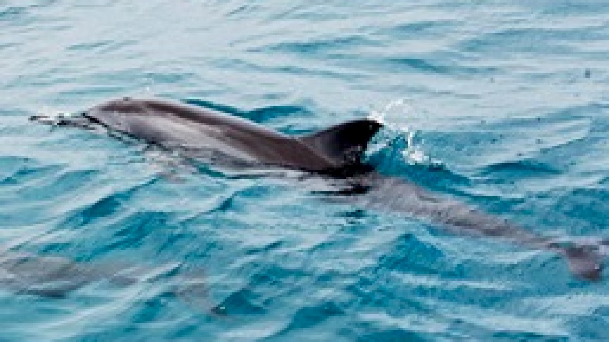 a dolphin swimming in a body of water