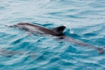 a dolphin swimming in a body of water