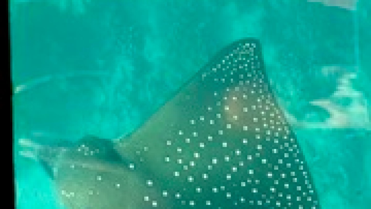 a close up of a fish