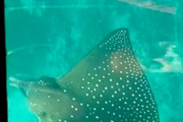 a close up of a fish