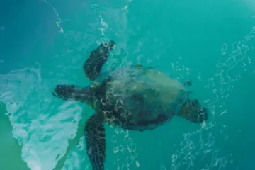 a turtle swimming under water