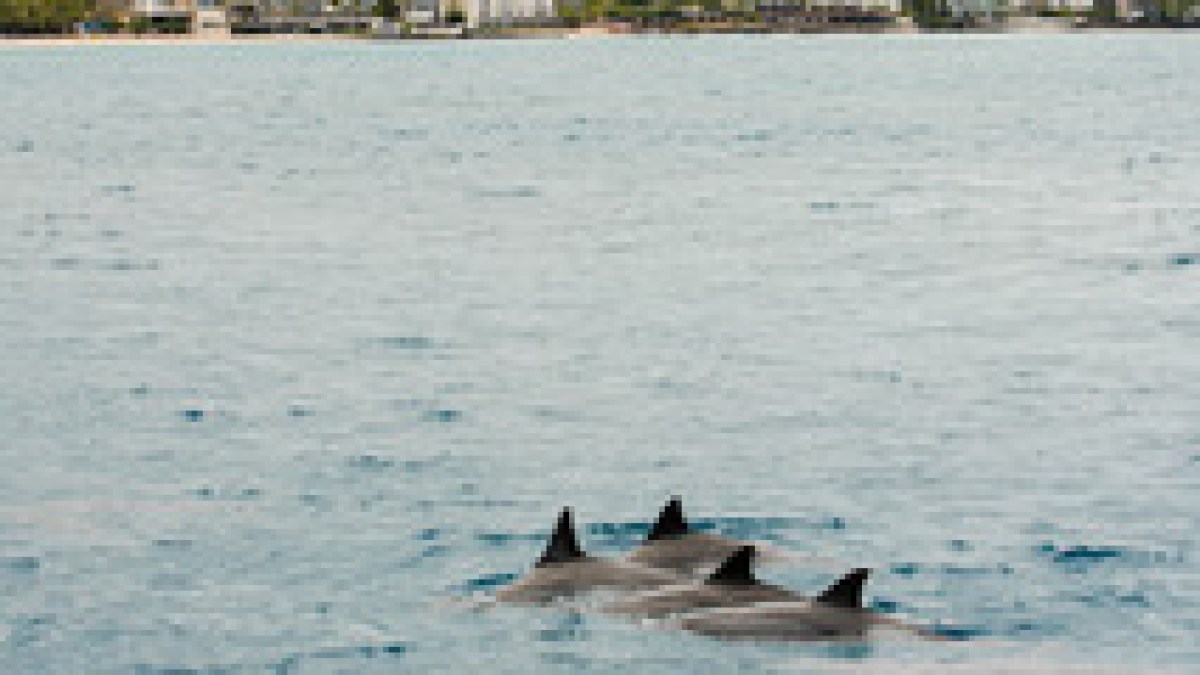 a group of people swimming in a body of water
