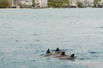 a group of people swimming in a body of water