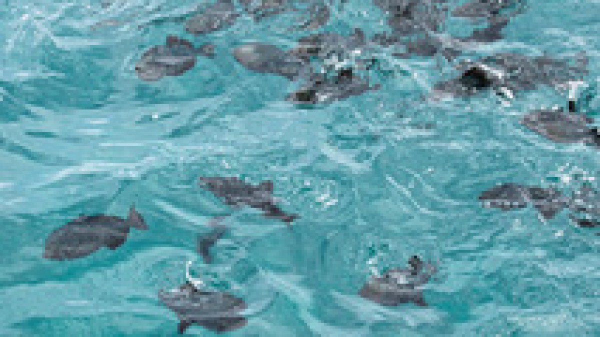 a group of people swimming in a pool of water