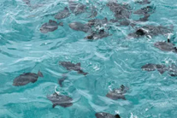 a group of people swimming in a pool of water