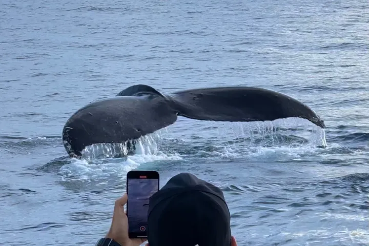 Person photographing a whale tail diving into the ocean from a boat.