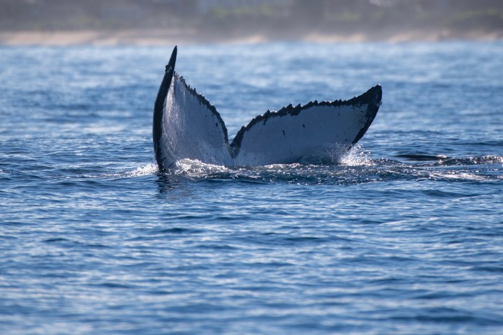 Whale tail above water surface, with shoreline in the background.