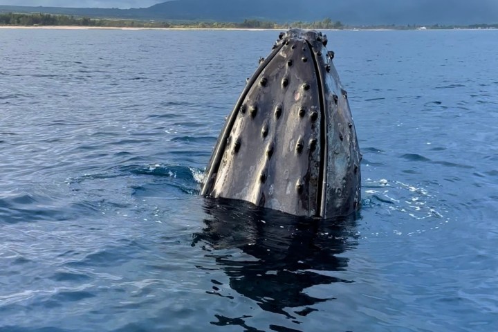 Humpback whale's head emerging from the ocean near a distant shoreline under cloudy skies.
