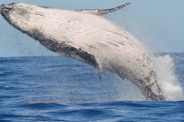 Humpback whale breaching out of the ocean, with blue sky and water.