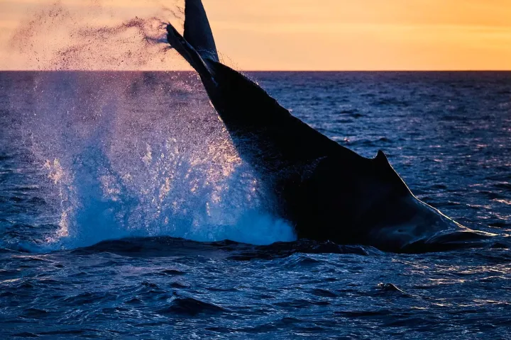 Whale tail splashing in ocean against a sunset sky.